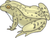 Speckled Frog Clip Art